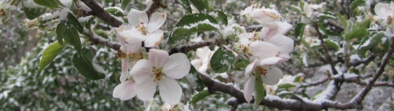 Apple Blossoms in the Snow