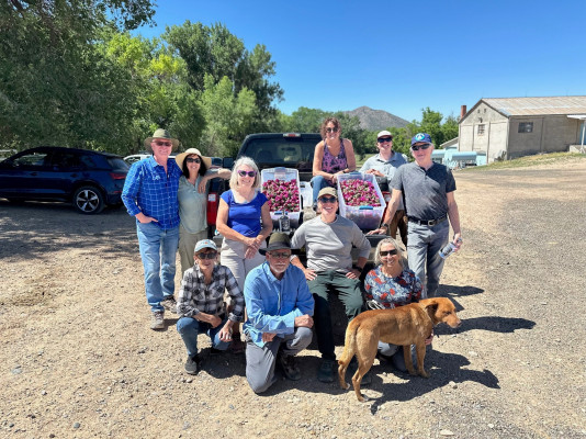 cholla pickers